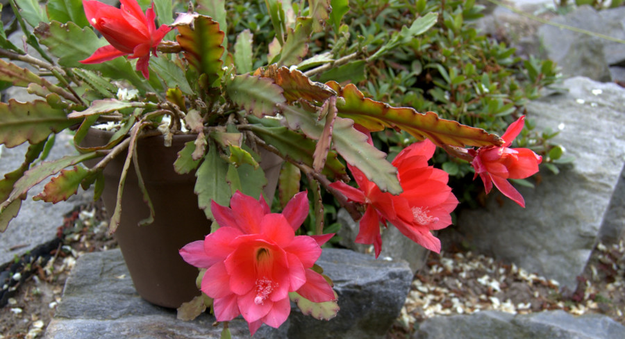 Epifilum  – uprawa,  pielęgnacja i&nbsp;rozmnażanie.