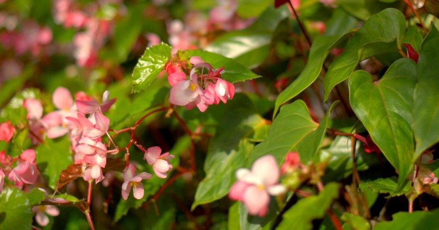 Begonia stale kwitnąca i begonia&nbsp;bulwiasta