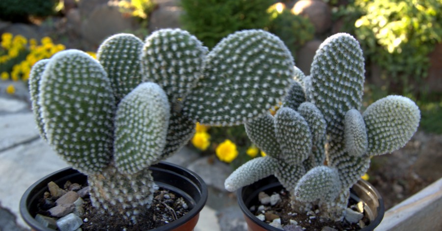 Opuncje  –  rośliny z rodziny&nbsp;kaktusowatych.