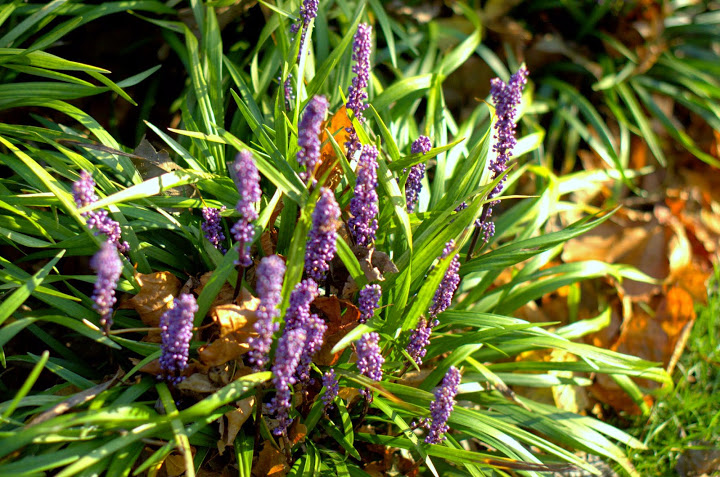 Liriope szafirkowata – uprawa, wymagania i&nbsp;rozmnażanie.