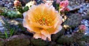 Opuncja mrozoodporna