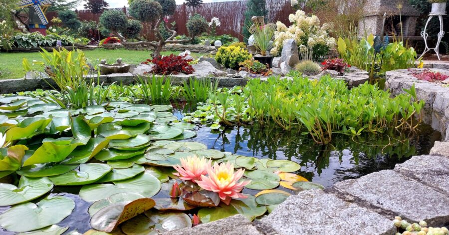 Oczko wodne – planowanie i&nbsp;budowa