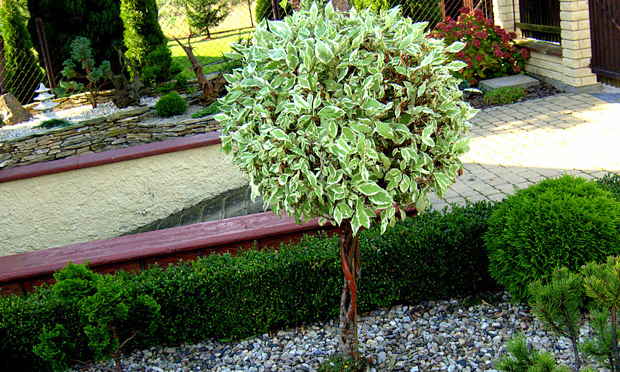 Dereń biały (Cornus alba) „Sibirica Variegata”.