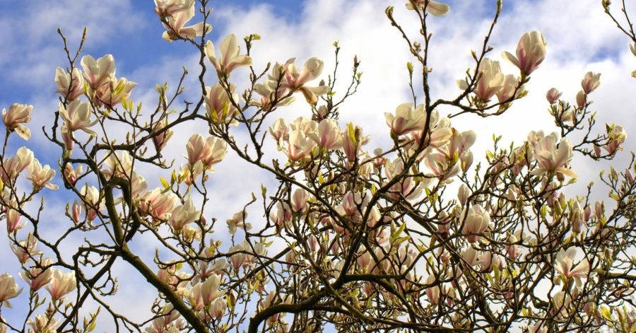 Magnolia, odrobina egzotyki w ogrodzie – uprawa i&nbsp;pielęgnacja.