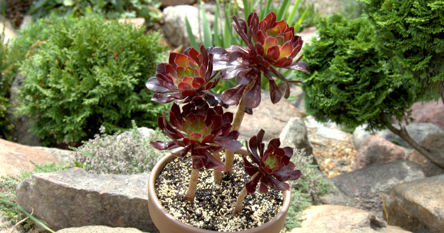 Aeonium arboreum – uprawa i&nbsp;pielęgnacja.