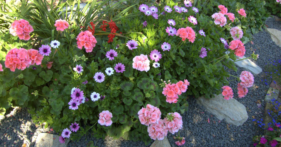 Rośliny jednoroczne – uprawa i&nbsp;zastosowanie.