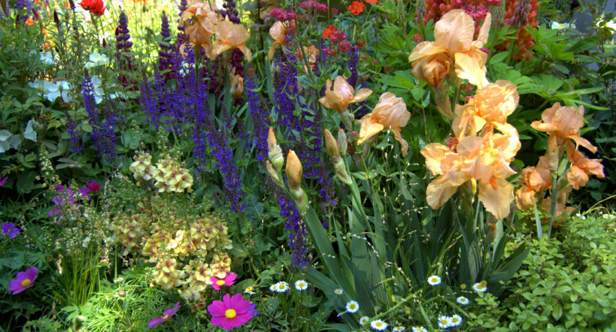 Irysy (kosaćce) – egzotyczne z wyglądu o intensywnych&nbsp;kolorach