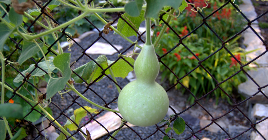 Tykwa –  roślina pnąca  z rodzaju&nbsp;dyniowatych