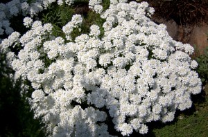 Ubiorek wiecznie zielony