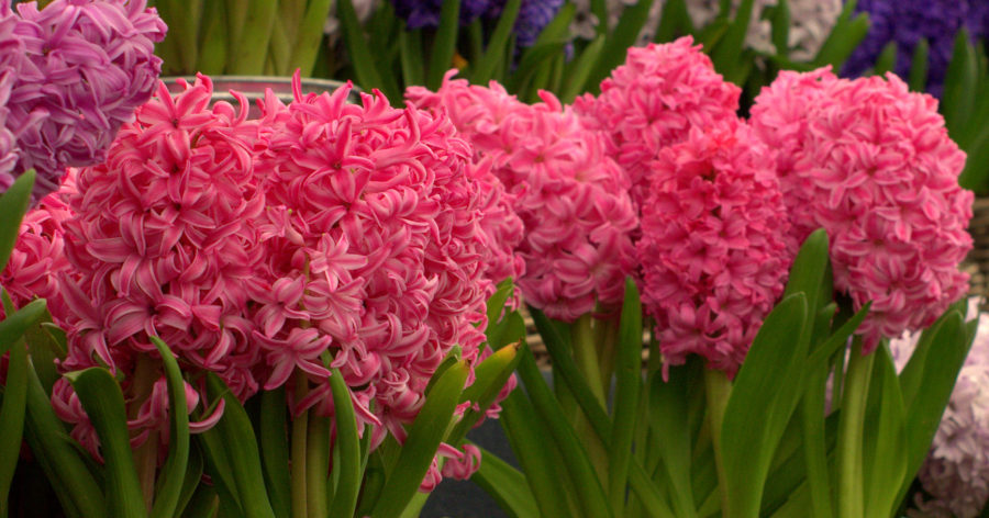 Hiacynty – uprawa, zastosowanie i&nbsp;nawożenie.