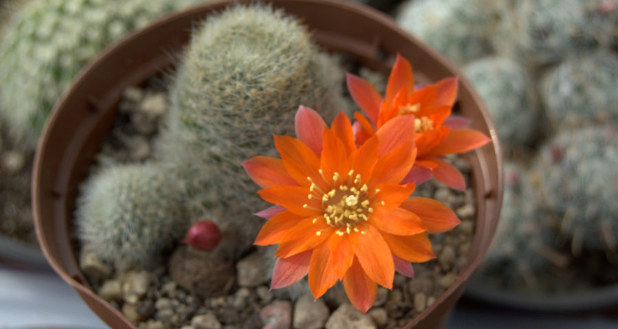 Aylostera oraz inne kaktusy&nbsp;łatwokwitnące