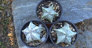 A. myriostigma