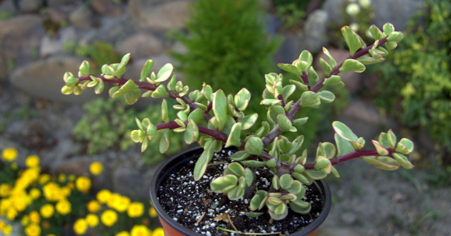 Portulacaria – roślina z  portulakowatych.