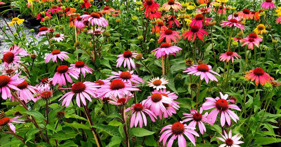 Jeżówka – uprawa i&nbsp;rozmnażanie.