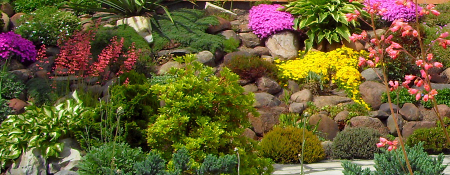 Rośliny skalne – dobór roślin&nbsp;wieloletnich