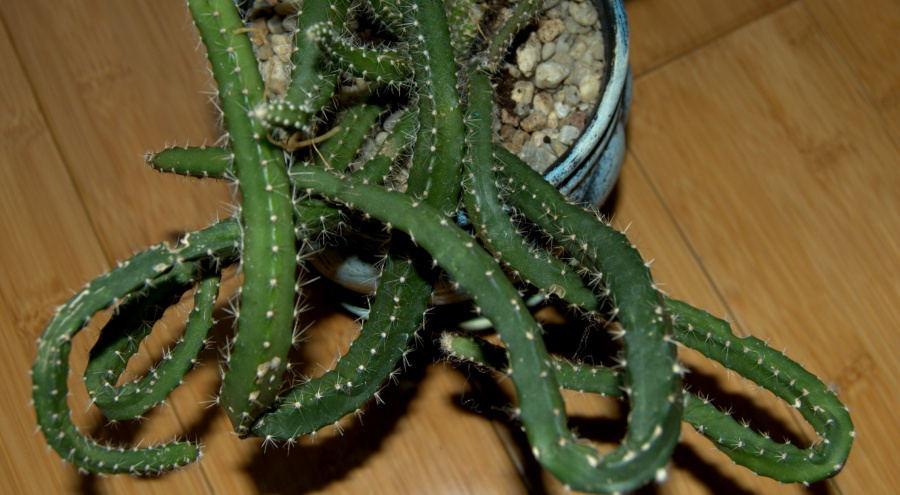 Selenicereus grandiflorus (wielkokwiatowy) –&nbsp;uprawa