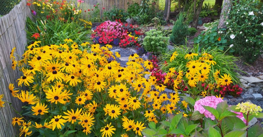 Rudbekie – odmiany, rozmnażanie i&nbsp;zastosowanie.