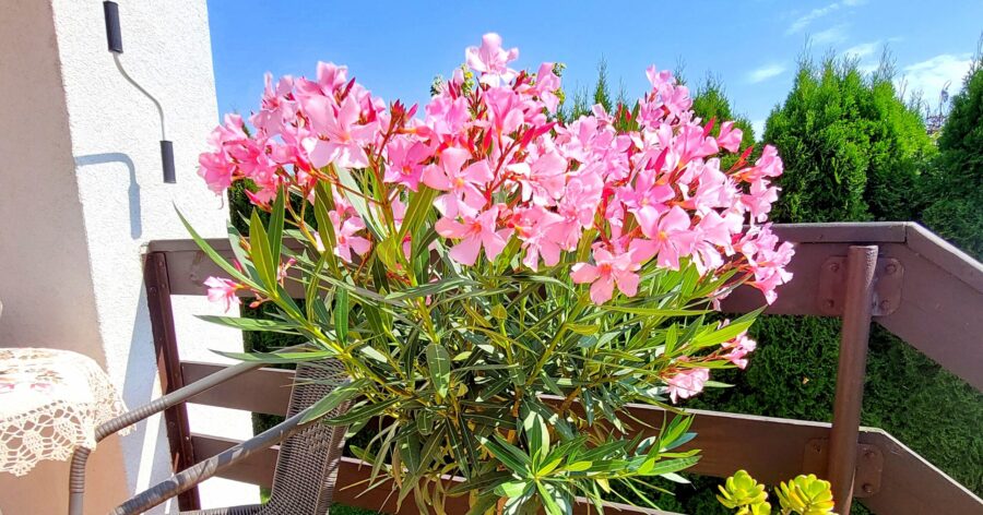 Oleander