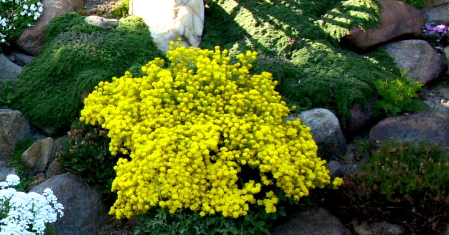 Smagliczka (Alyssum saxatile) – rodzaj roślin z rodziny&nbsp;kapustowatych.
