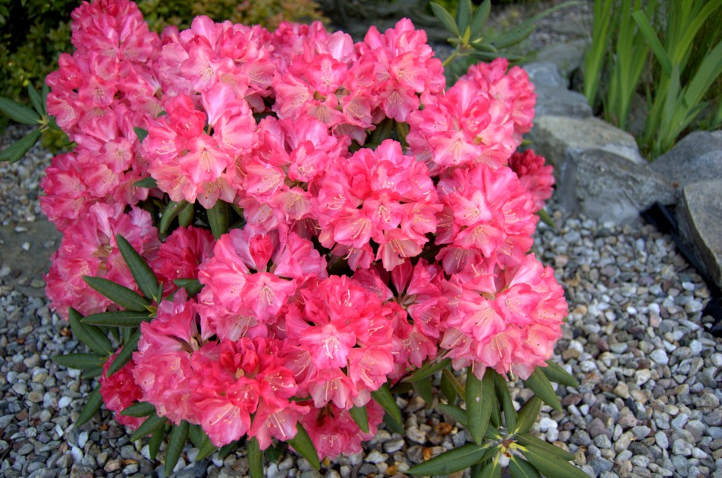 Rododendrony (filmik)