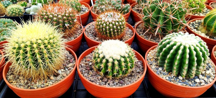 Echinocactus grusonii –  uprawa i&nbsp;pielęgnacja