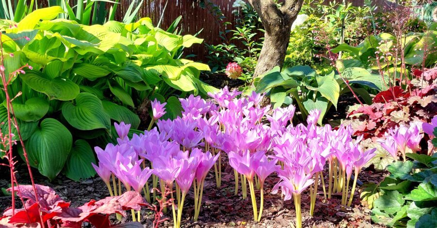 Zimowity – rośliny cebulowe kwitnące&nbsp;jesienią.