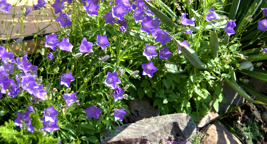 Dzwonek karpacki –&nbsp;uprawa