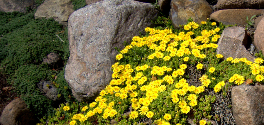 Delosperma nubijska – roślina skalna