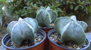 Astrophytum myriostigma