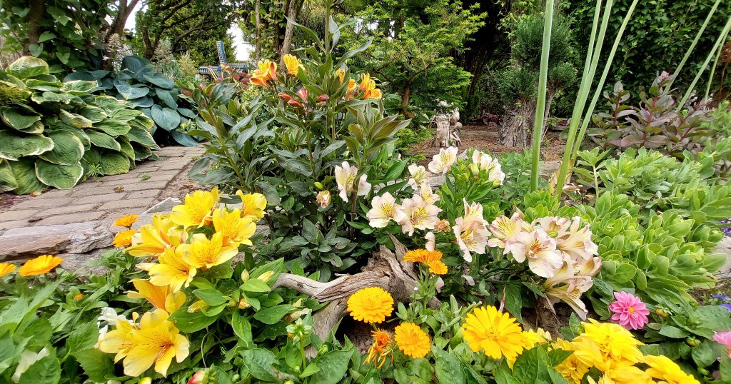 Alstremerie ogrodowe – uprawa i&nbsp;wymagania.