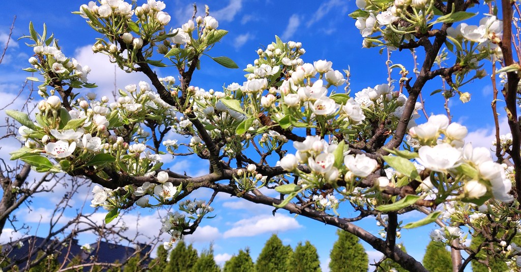 Wiosna w ogrodzie – czas wzmożonych ogrodniczych&nbsp;prac.