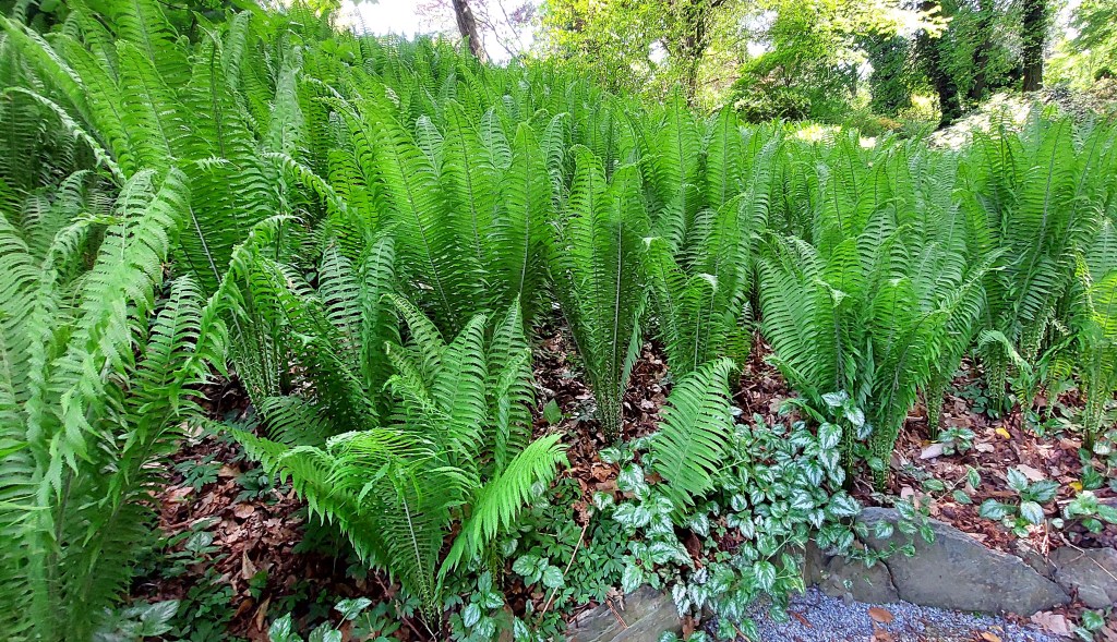 Paprocie – leśny zakątek w ogrodzie.