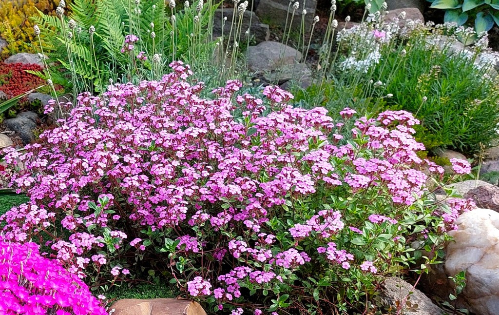 Mydlnica bazyliowata (Saponaria ocymoides) – uprawa i zastosowanie w ogrodzie.