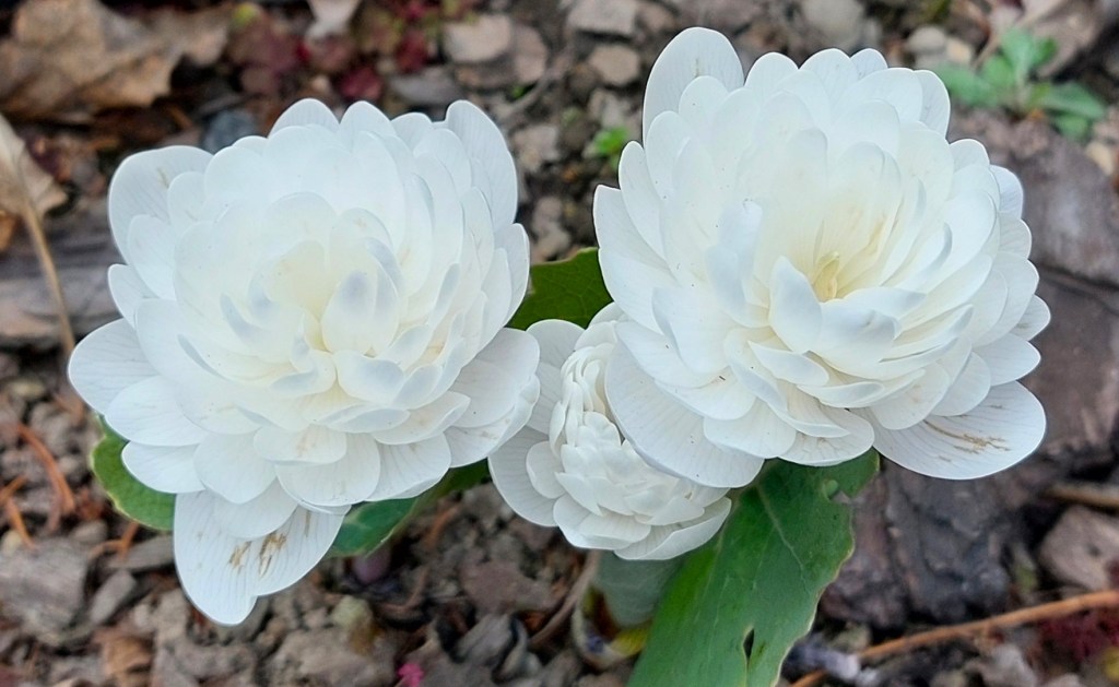 Sangwinaria kanadyjska  – wiosenna perła cienistych&nbsp;zakątków.