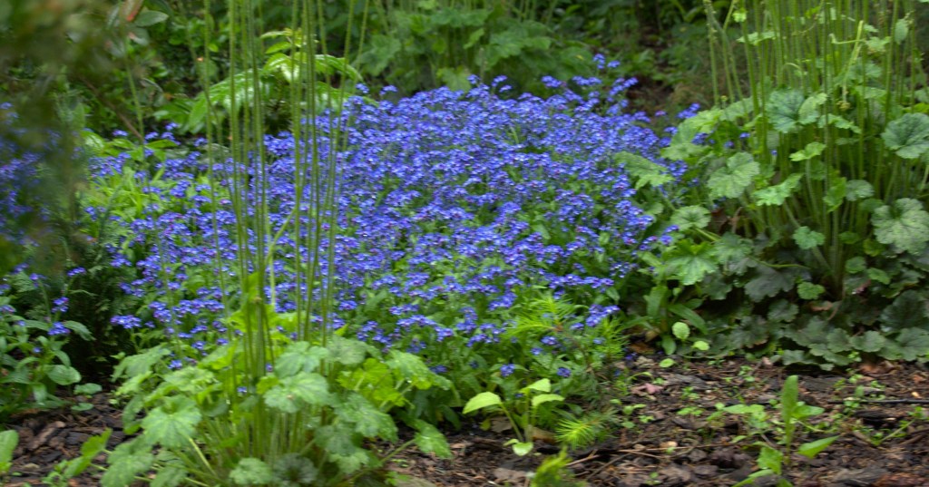 Niezapominajki – małe cuda w&nbsp;ogrodzie.