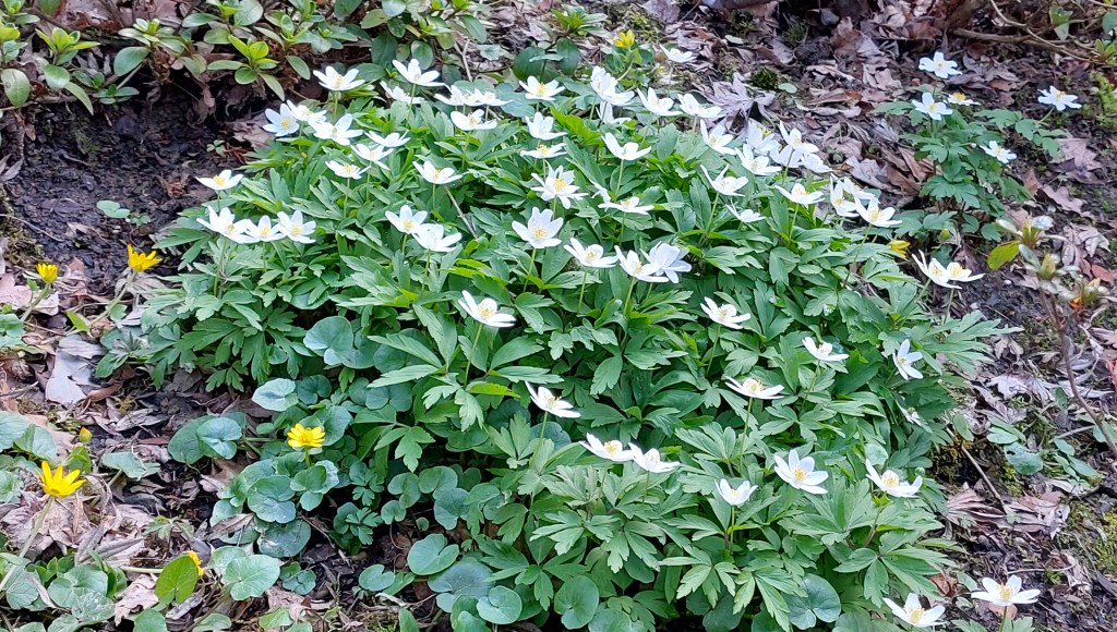 Zawilce gajowe – delikatna elegancja leśnej&nbsp;rabaty.