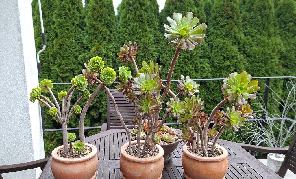 Aeonium arboreum- uprawa i wymagania.